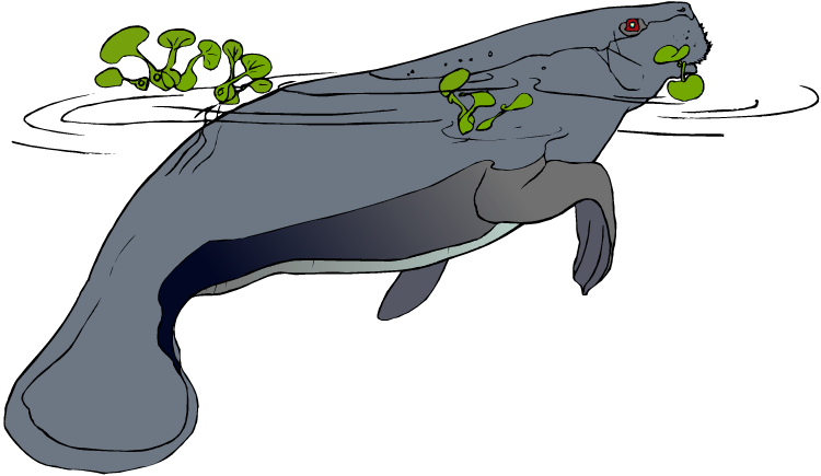 Free Manatee Clipart