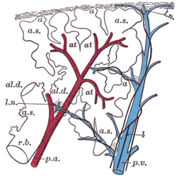 Respiratory bronchiole