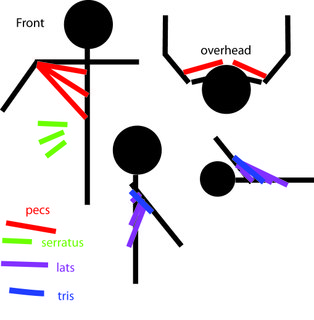 Dumbbell Pullovers, The facts, the fiction, the diagrams, oh my ...
