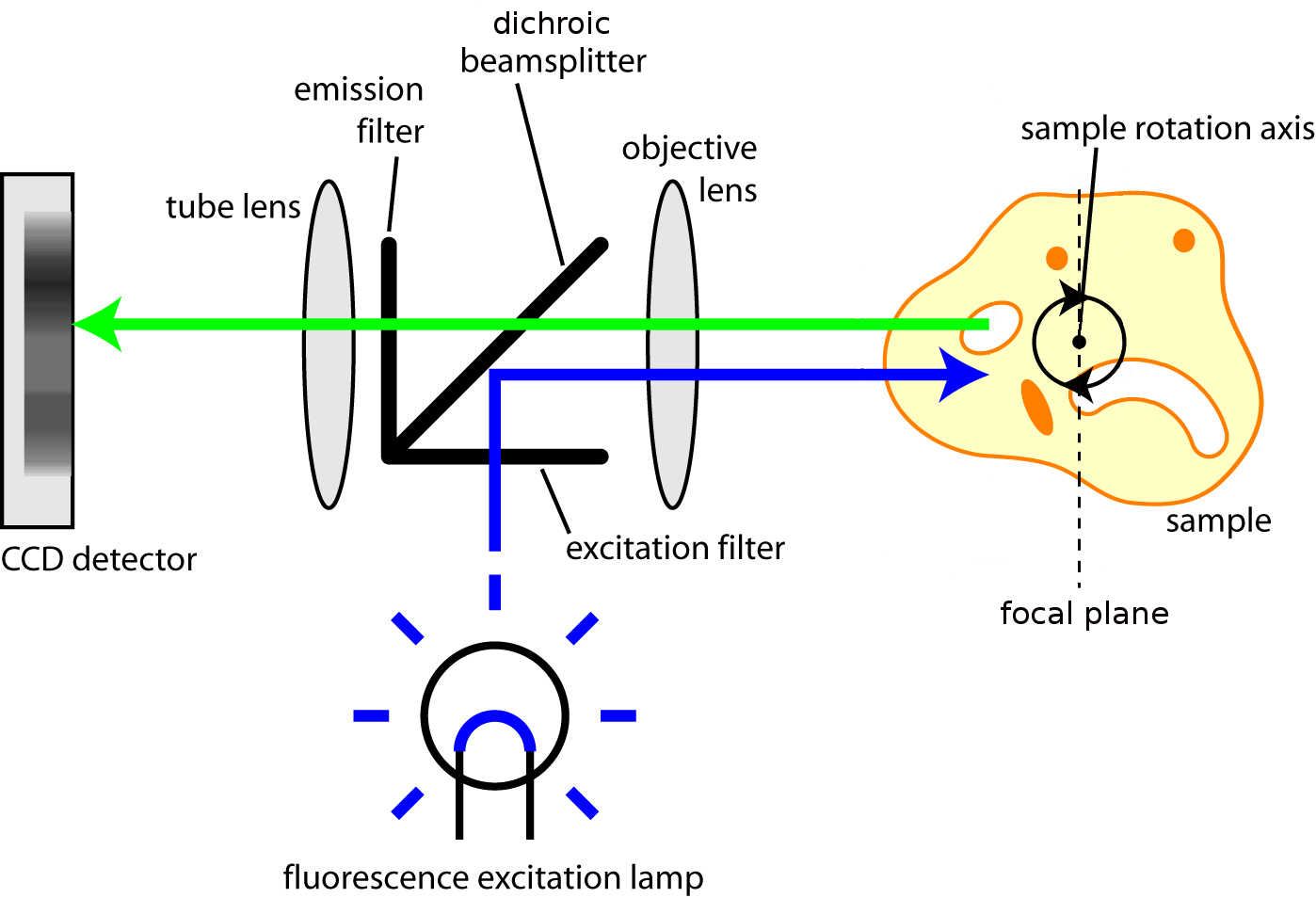 Improved fluorescence optical projection tomography reconstruction ...