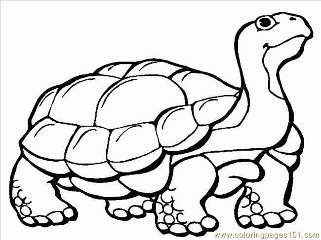 Tortoise 1 Coloring Page - Free Turtle Coloring Pages ...