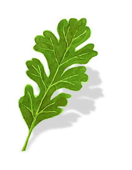 Oak tree leaf clipart