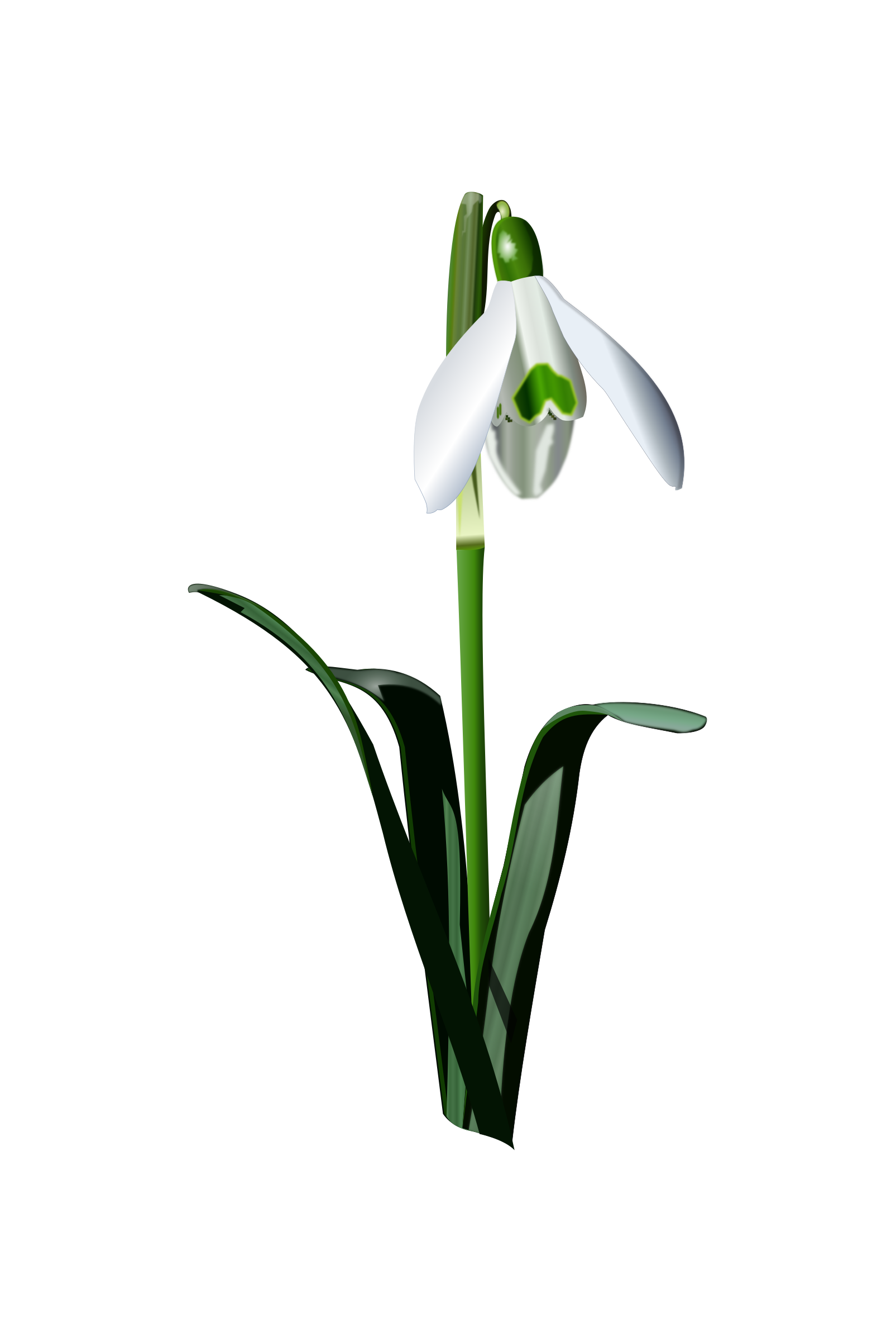 Clipart - snowdrop