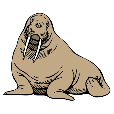 Walrus clipart 20