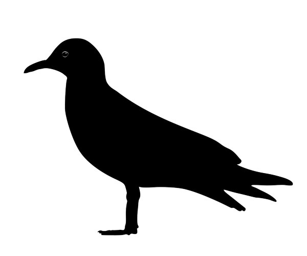 Silhouette Seagul | Free stock photos - Rgbstock -Free stock ...