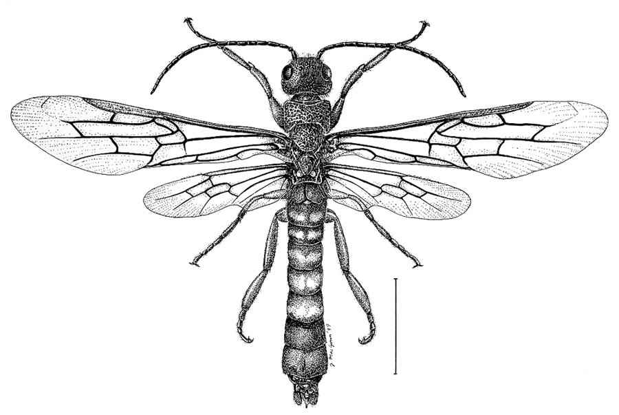 1000+ images about insects