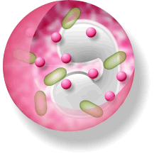 blobs.org - White Blood Cells