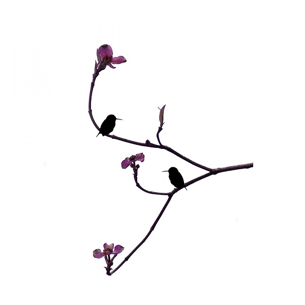 Purple Flower Bird Silhouette Minimalist Hummingbird Art Nature ...