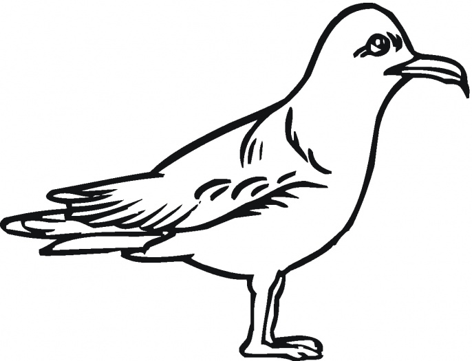 Seagulls coloring pages | Super Coloring