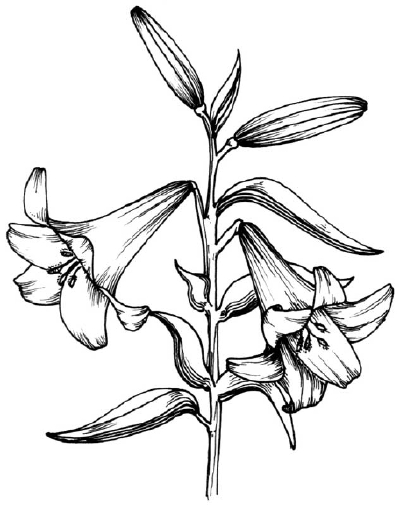 Lily Flower Drawings