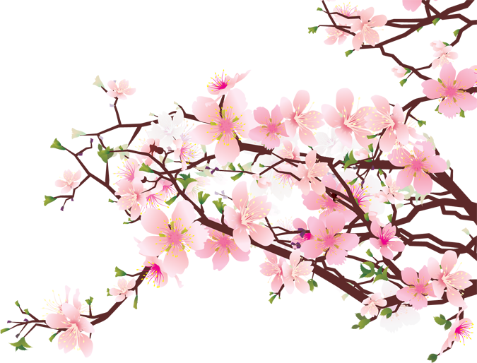 Branches of Cherry Blossoms