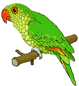 â?· Parrots: Animated Images, Gifs, Pictures & Animations - 100% FREE!