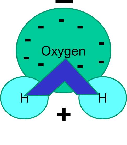 Basic Cell Biology