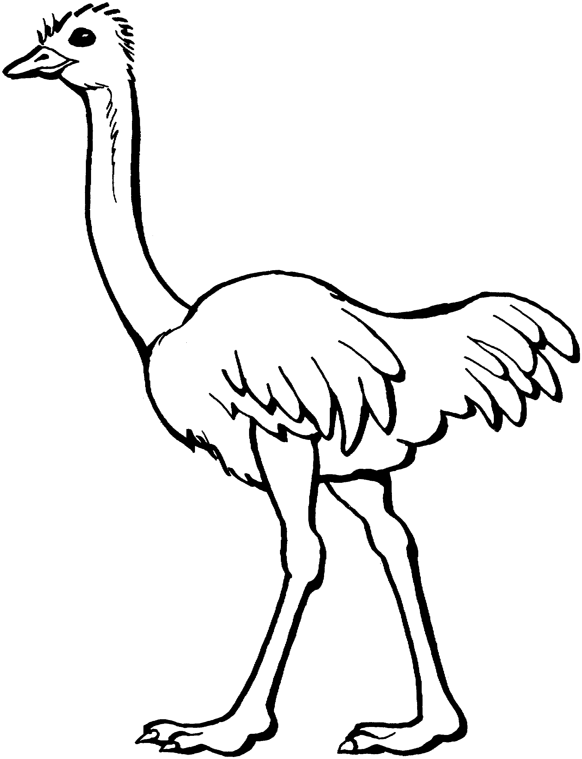 Ostrich Coloring Sheets - ClipArt Best