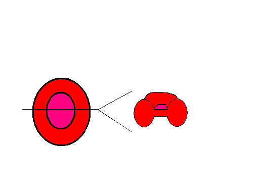 Red Blood Cell Diagram - ClipArt Best
