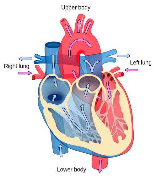 Heart Diagram Unlabeled