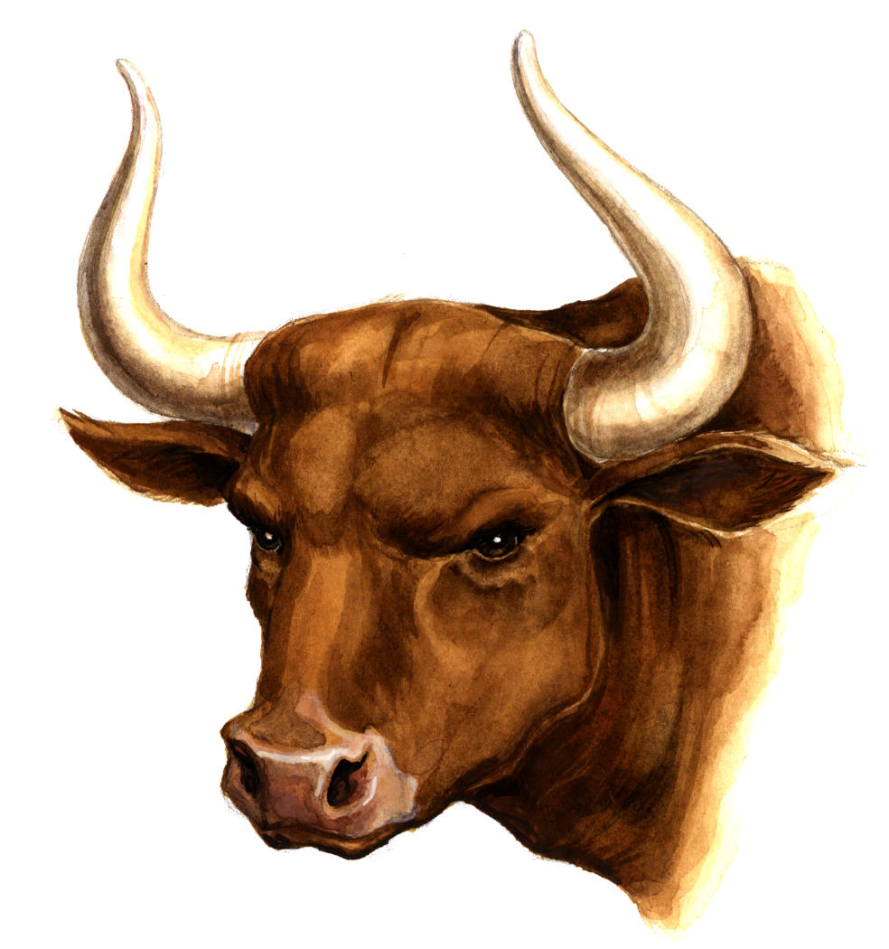 In this page you can download image texture or background - clipart, picture, head bull with , download photo, desktop wallpapers.