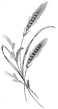 Rice Plant Drawing Images &amp; Pictures - Becuo