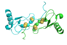 Macrophage inflammatory protein