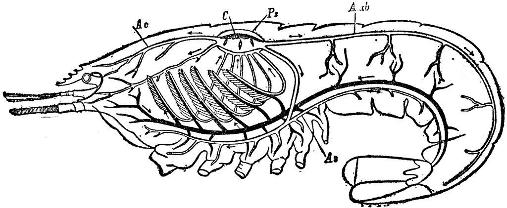 Circulatory and Respiratory System of a Crayfish | ClipArt ETC