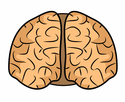 Blank Brain Diagrams - ClipArt Best