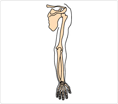 Arm Bones Clipart Etc