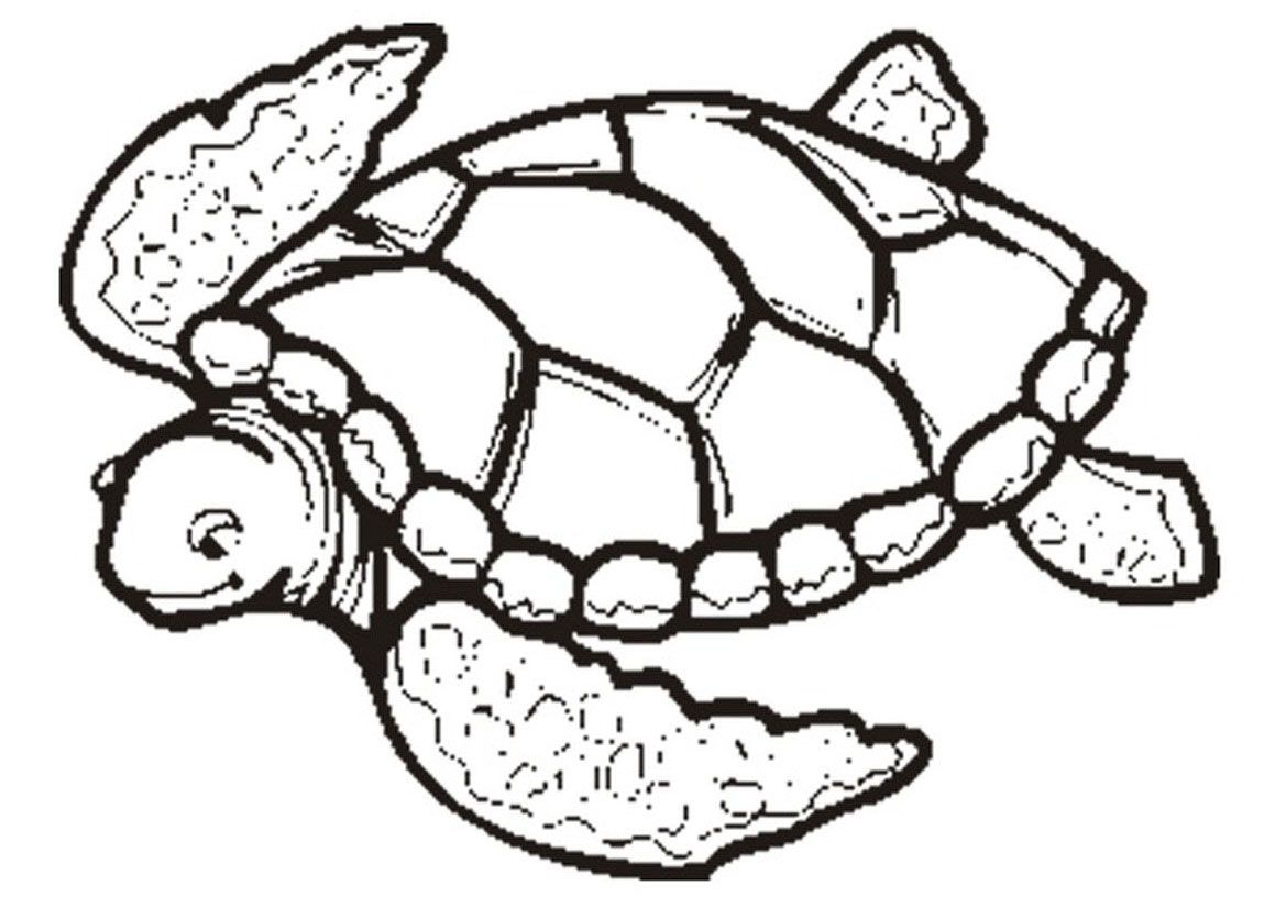 Coloring Pages Tortoise - AZ Coloring Pages