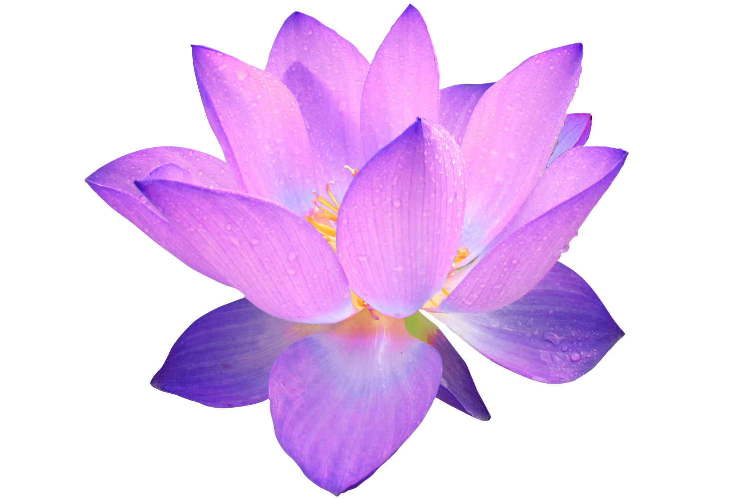 Lotus Flower Clipart No Background