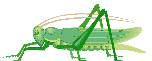 â?· Grasshoppers: Animated Images, Gifs, Pictures & Animations ...