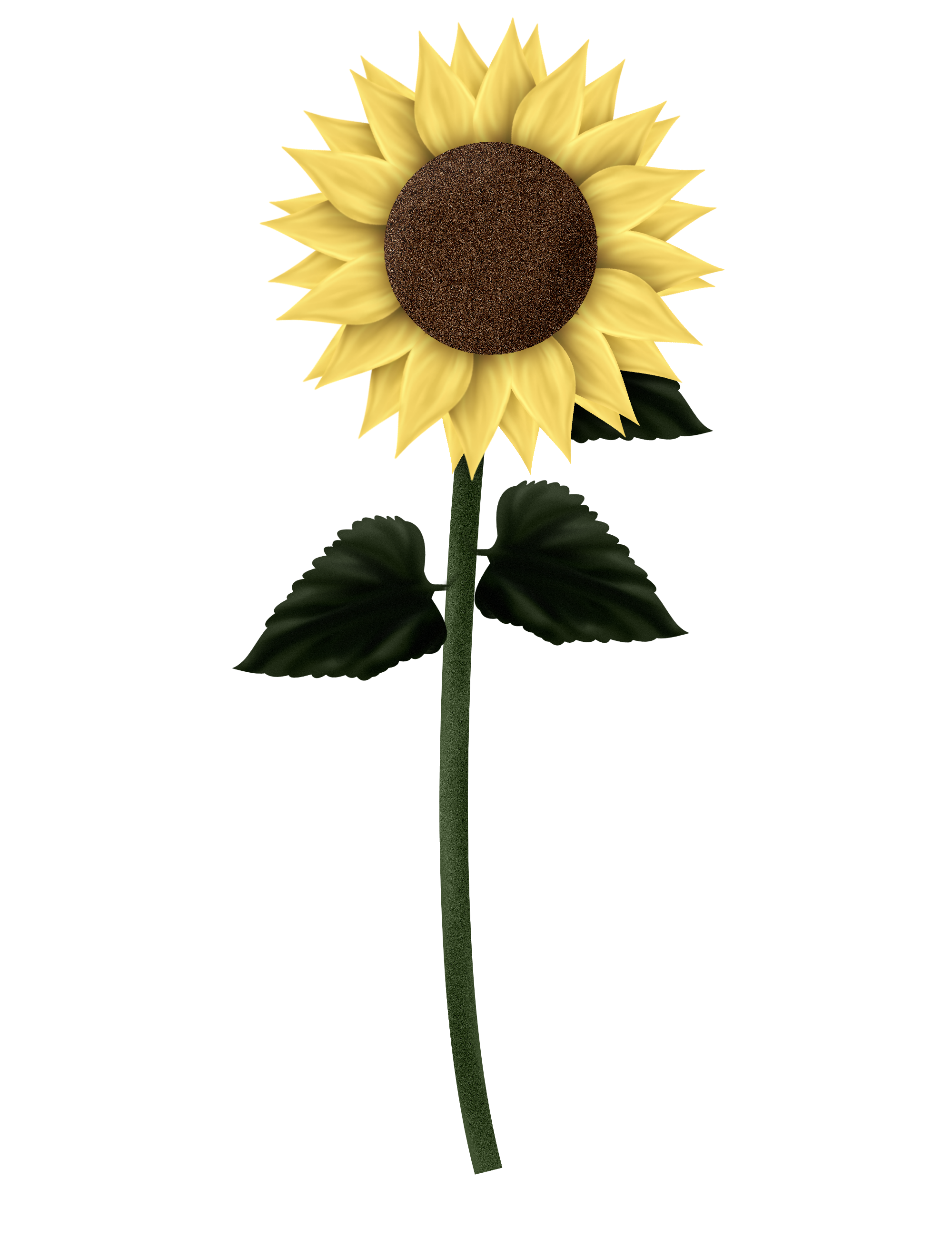 Sunflowers PNG Transparent Images | PNG All