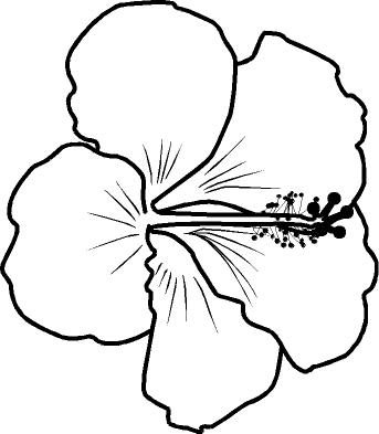 Hibiscus Line Drawing - ClipArt Best