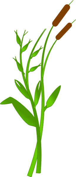 Cattails Clip Art - vector clip art online, royalty ...