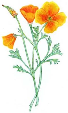 California Poppy - ClipArt Best