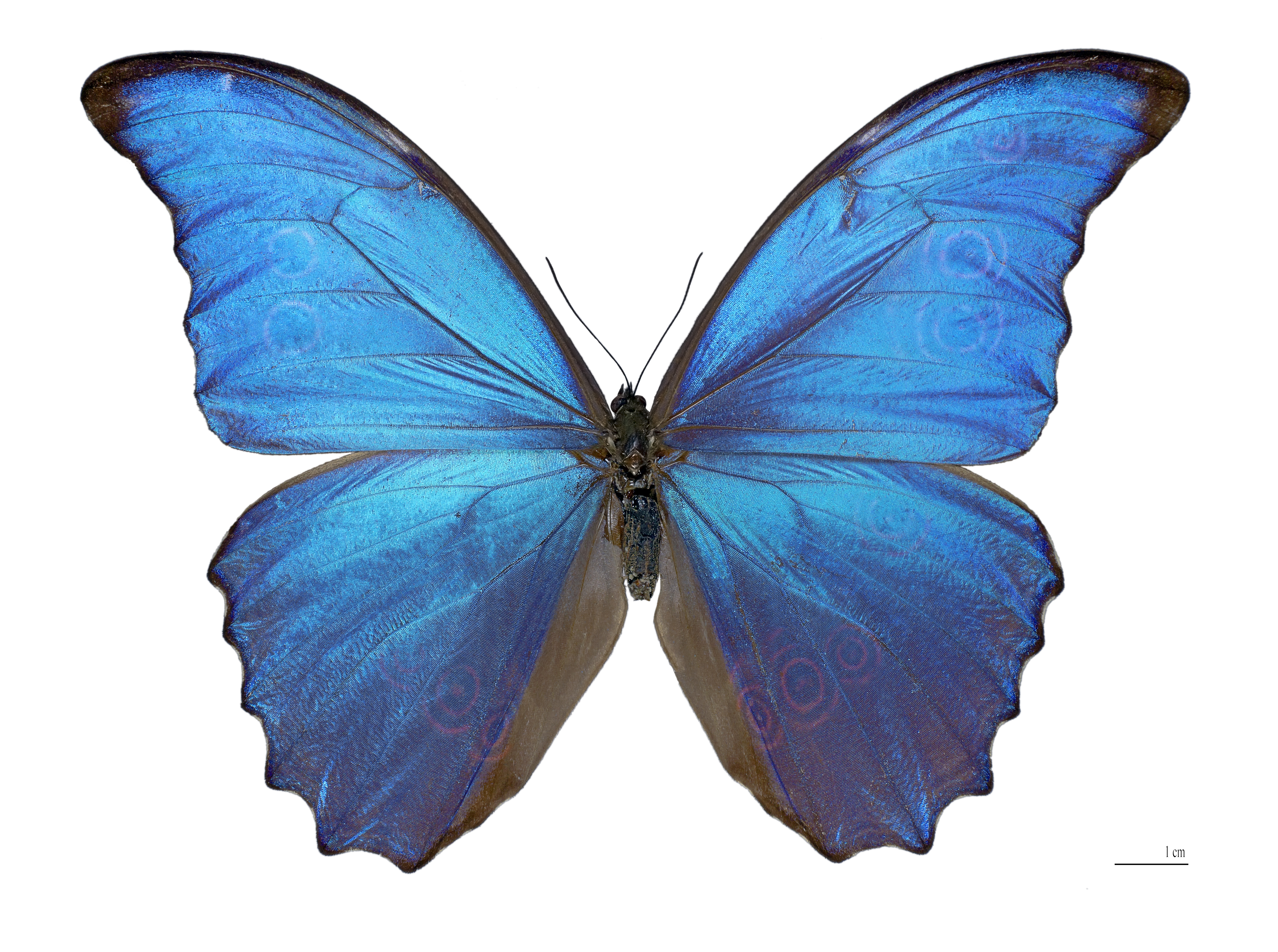 Blue Butterfly Drawings - ClipArt Best