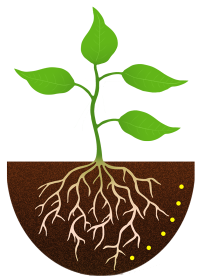 Flower Plant With Roots Clipart Panda Free Clipart Images ...