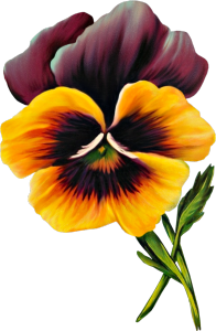 Pansy Clipart - Tumundografico
