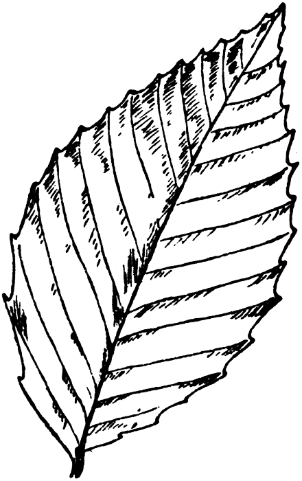 Picture Of A Leaf | Free Download Clip Art | Free Clip Art | on ...