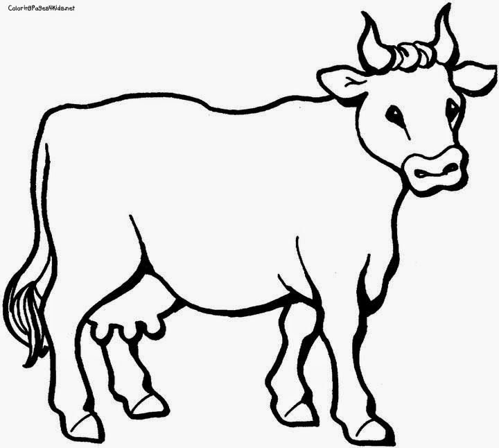 1000+ images about cows