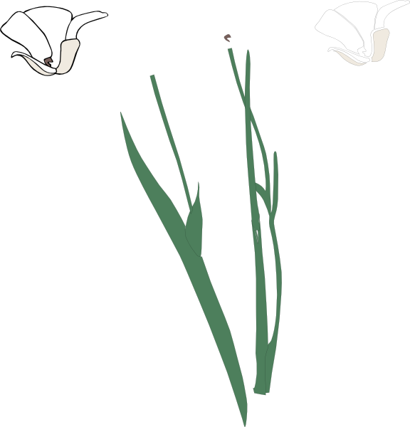 Flower Stem Clipart