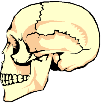Appendicular Skeleton Diagram Clipart - Free to use Clip Art Resource