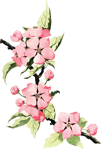 Apple Blossom Clip Art, Vector Images & Illustrations