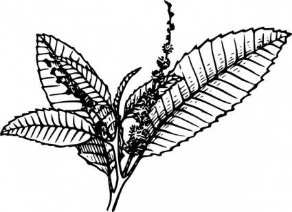 Tobacco Clip Art - Tumundografico