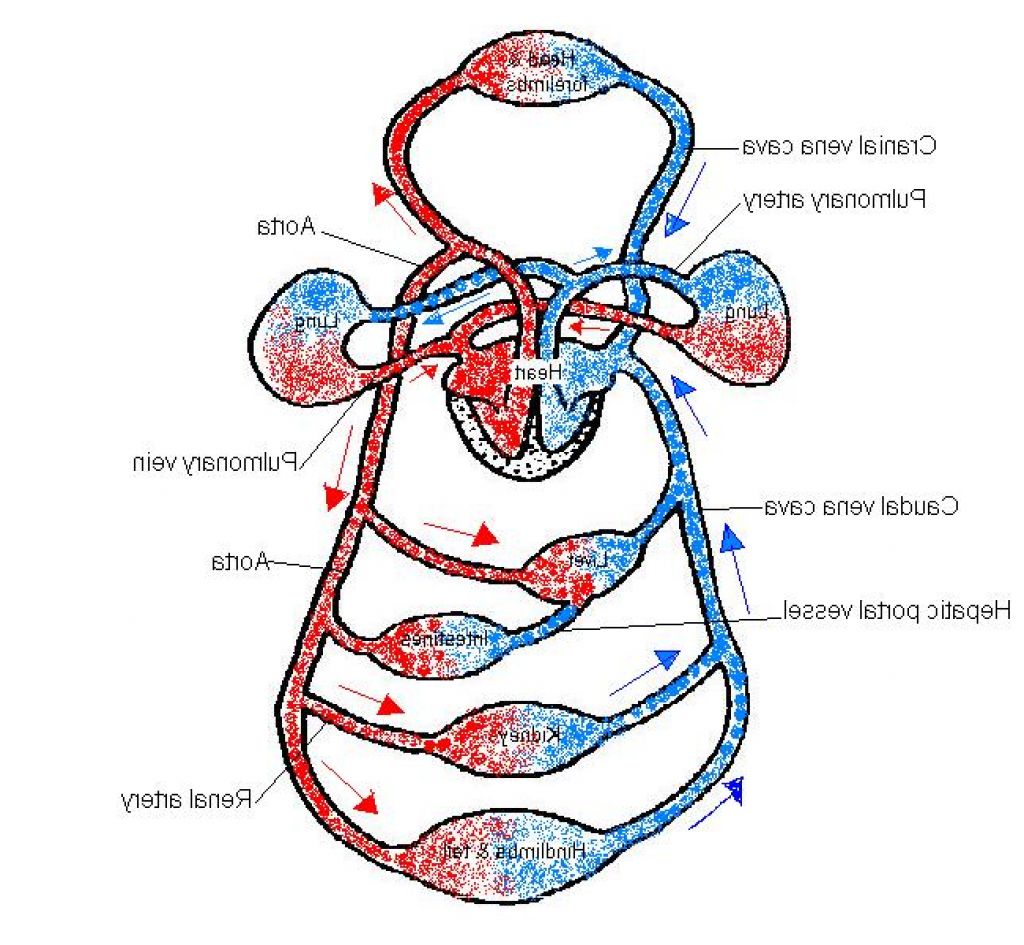 Heart Diagram Unlabeled