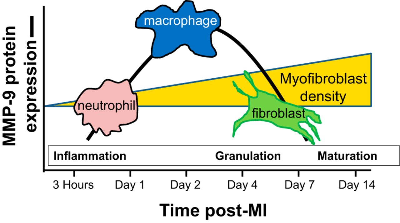 MMP-9 signaling in the left ventricle following myocardial ...