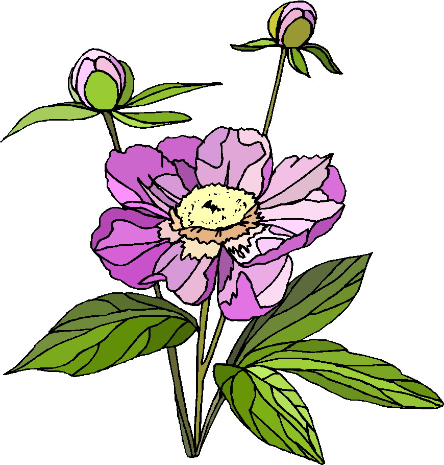 Shrub Clipart
