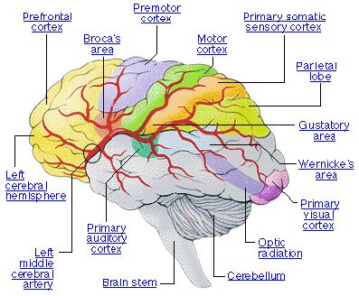 Human Brain Diagram | The Human ...