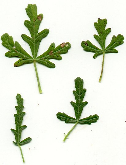 Hibiscus trionum page