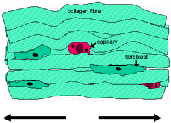 Histology Guide | Connective Tissue