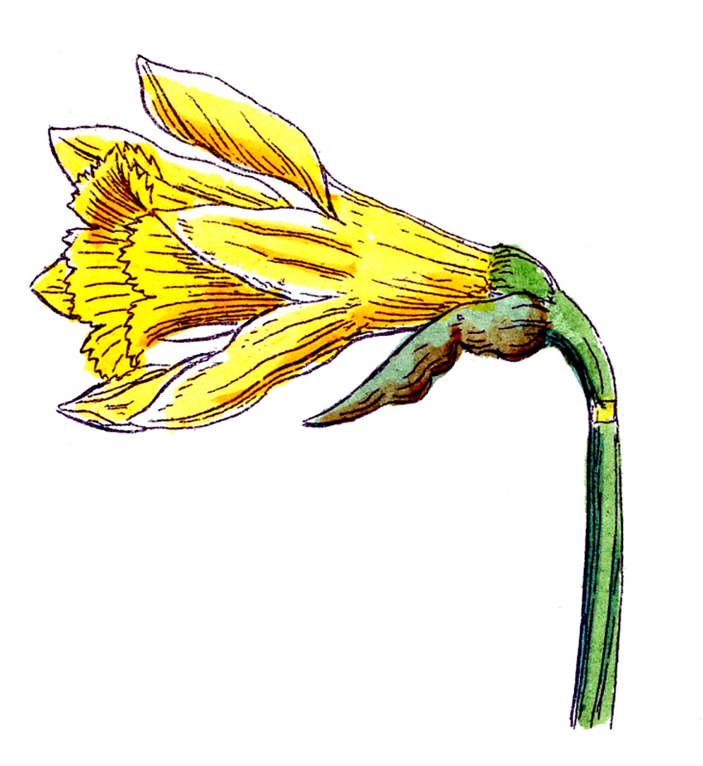 Clip Art of Spring Flowers - Botanicals - The Graphics Fairy