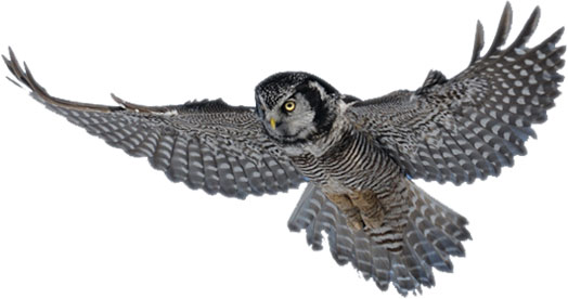 Free Bird Clipart - Large Images